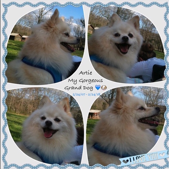 โArtieโ Our Beloved Pomeranian 5/24/07-2/24/18 - Picture 1 of 8